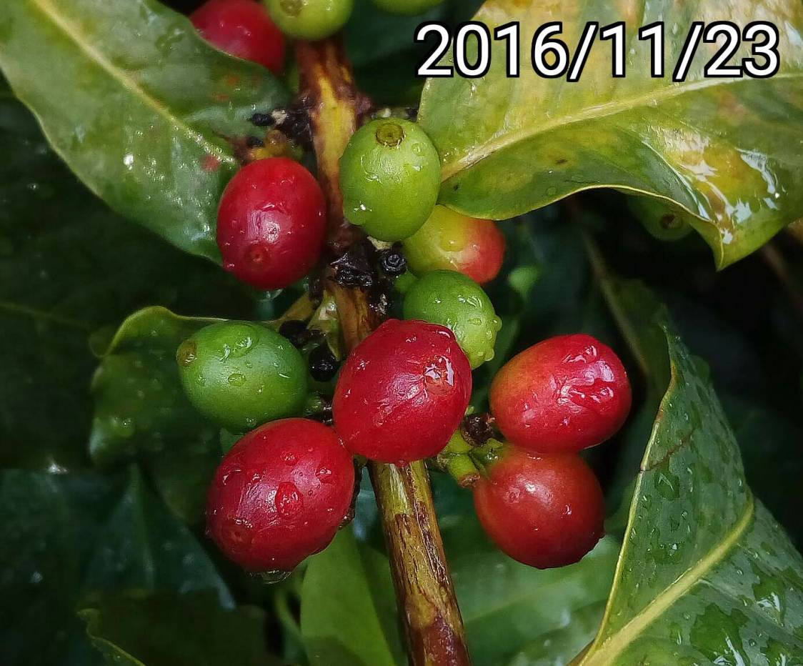 咖啡的果實 fruits of Coffea arabica